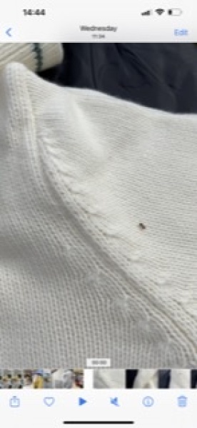 Bed bugs