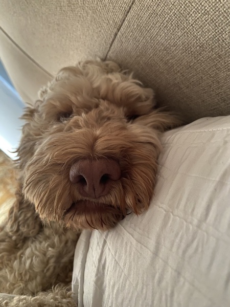 Do you allow dogs on your furniture 