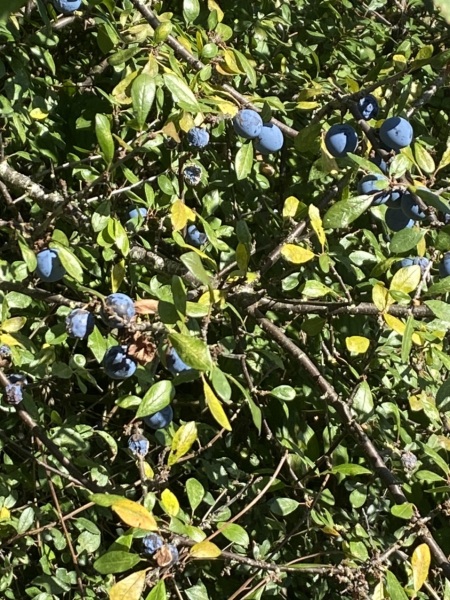 Plant ID