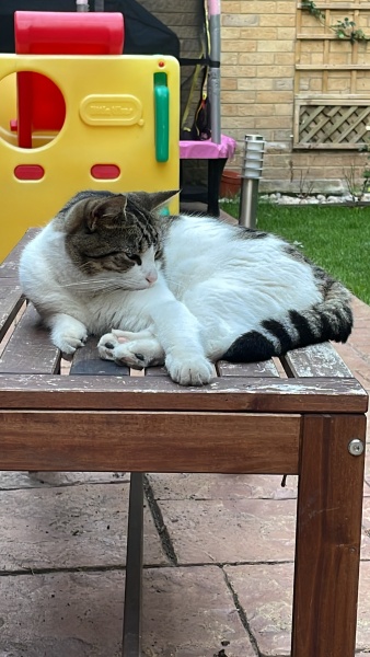 I appear to have cats
