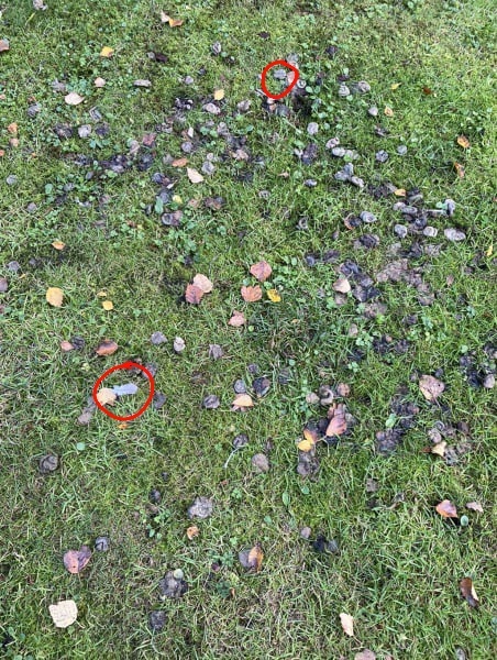 Can anyone identify the creature leaving this poo on my lawn?