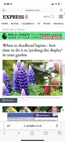 Are lupins poisonous