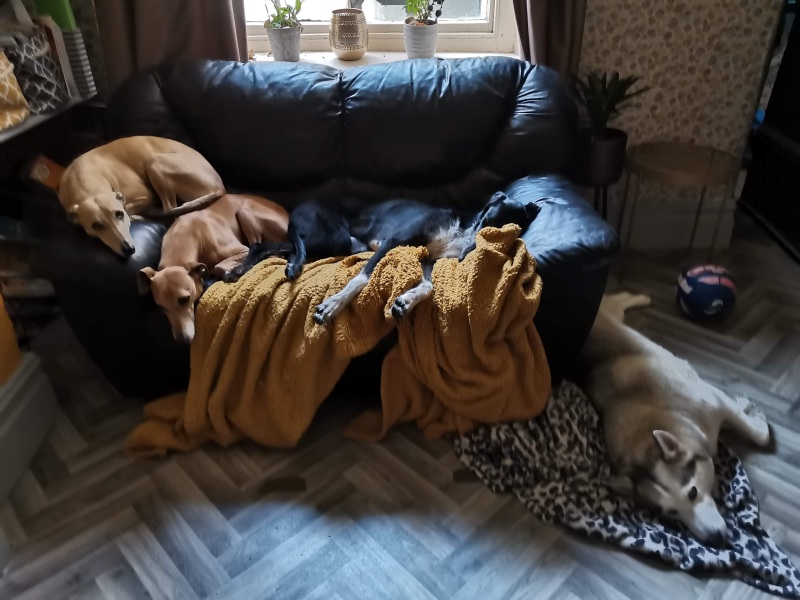 Would you have another dog - do you have more than one?