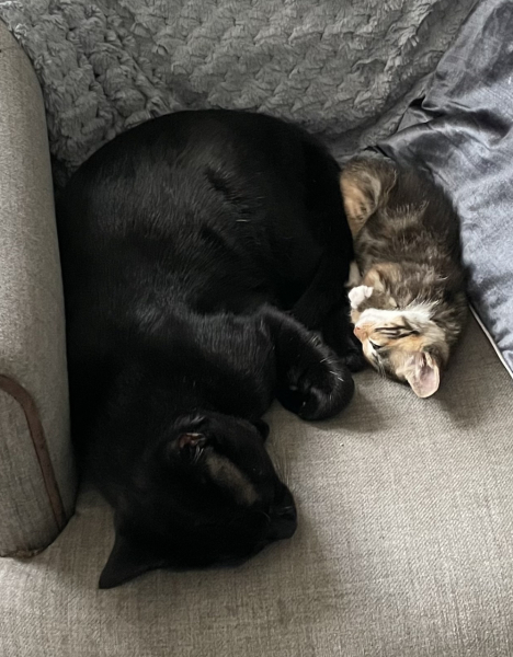 Helping resident cat settle with new kittens