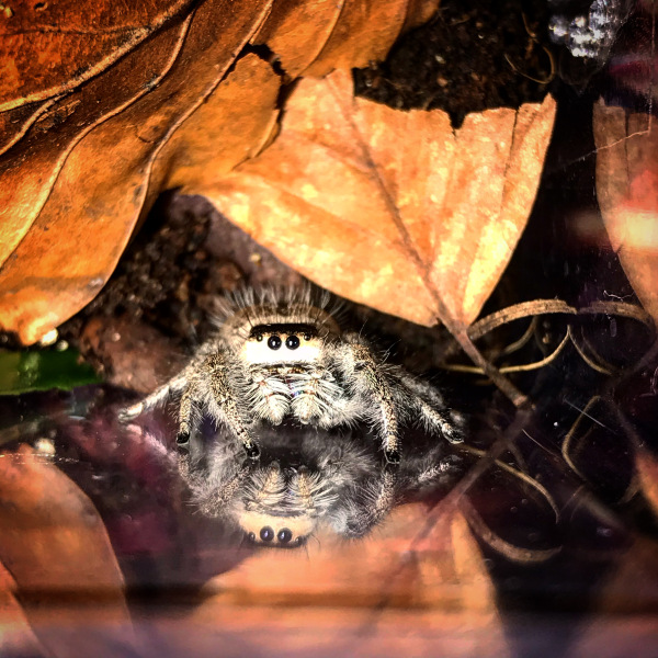 I have pet Spiders. AMA. 