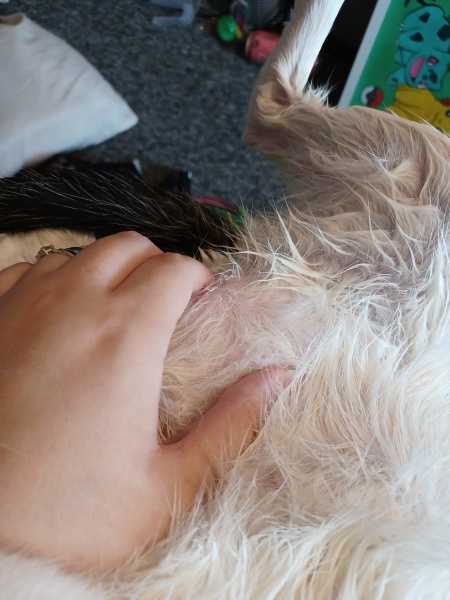 Young Cat abdominal mass