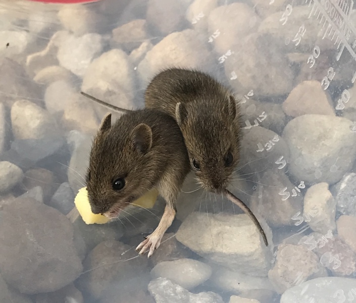 Anyone know what these are? Found 6 of them in my back garden. Seam friendly and like cheese! 