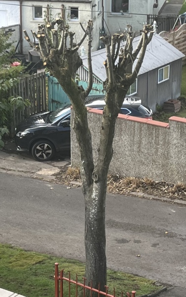 Will these trees grow back? 