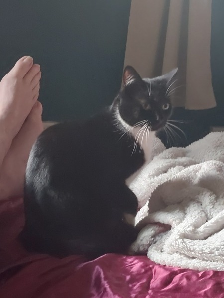 I appear to have cats