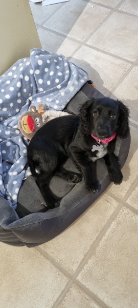 Puppy Survival Thread: Surviving into Summer 2022