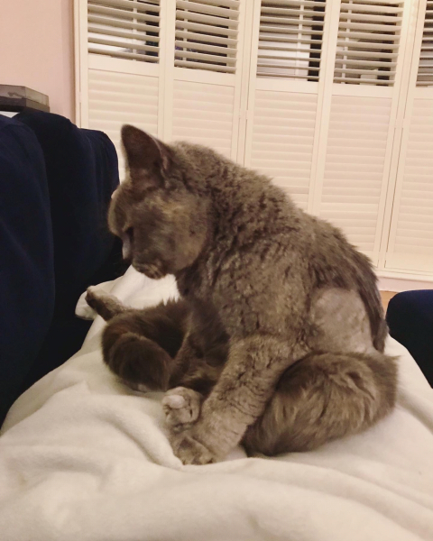 My poor baby girl - Pyothorax