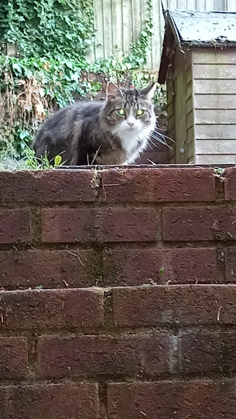 Norwegian forest cat..is this cat one ?
