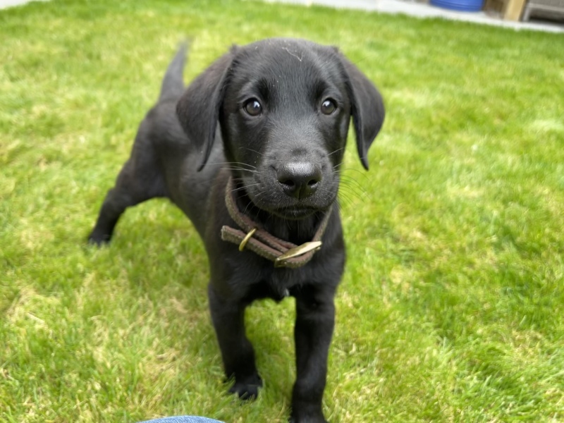 Puppy Survival Thread: Surviving into Summer 2022