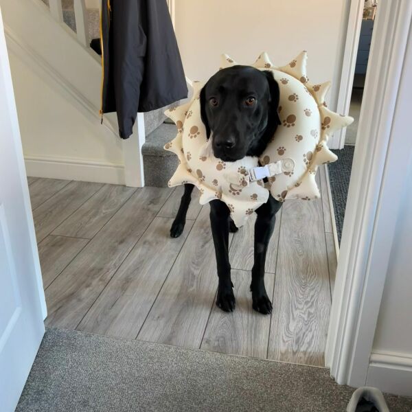 Puppy thread 2021 alumni, where are you now?