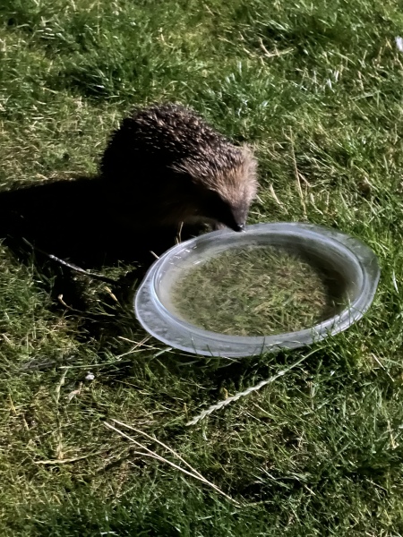 To ask you to please help hedgehogs and other wildlife prepare for winter