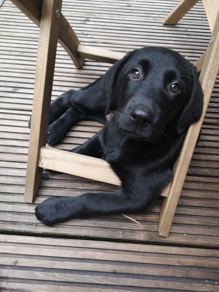 Puppy Survival Thread: Surviving into Summer 2022
