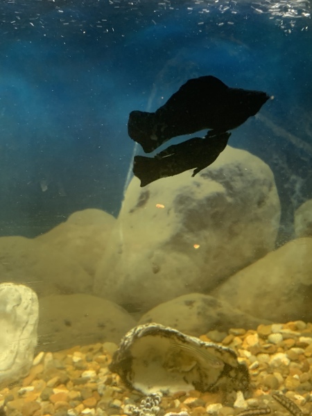 The “how much does this cost to run” thread?