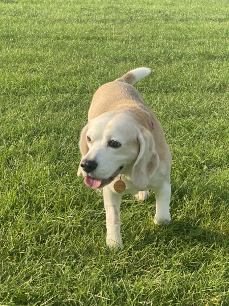 My dog has been diagnosed with right sided congestive cardiac failure