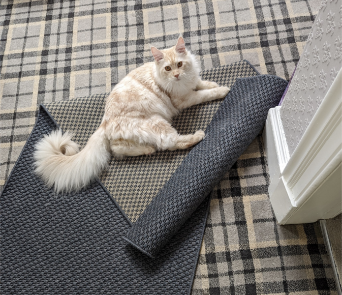 Can I get a cat with looped carpets?