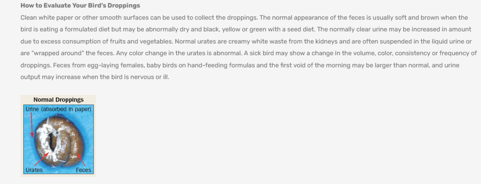 Can anyone identify the creature leaving this poo on my lawn?