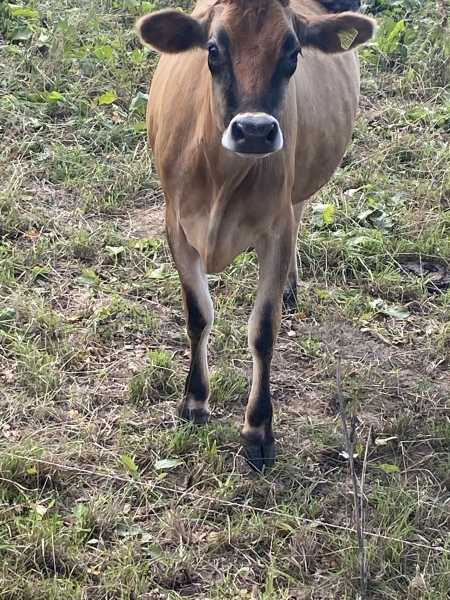 Friendship and Falling Leaves, Frugal Autumn Continued