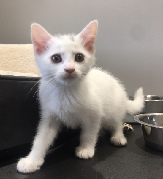 Help me name my kitten