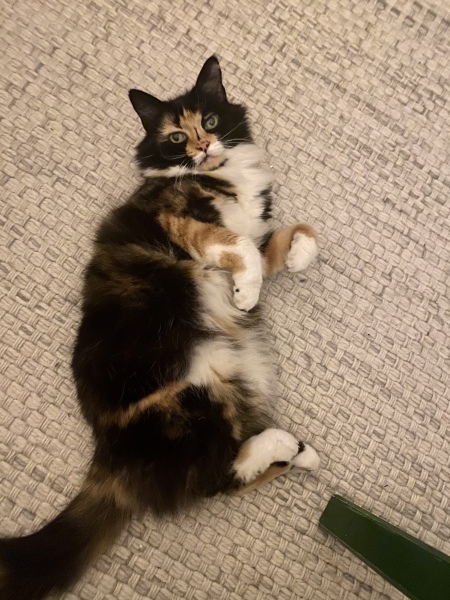 Please share your experience of adopting 10+ year old cat