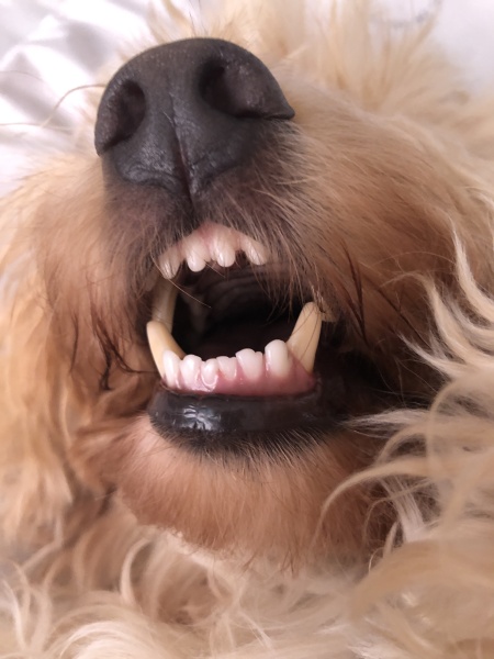 Things your dog does that 