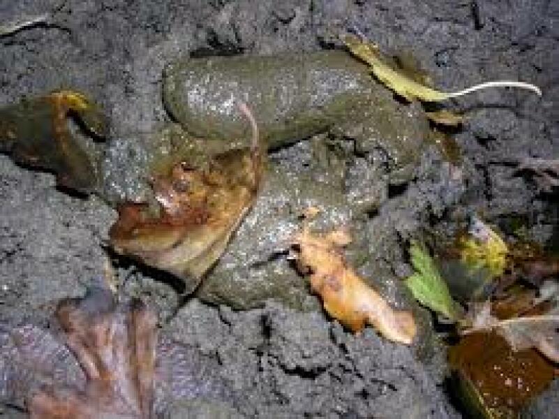 Can anyone identify the creature leaving this poo on my lawn?