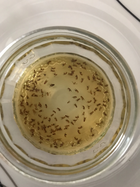 Fruit flies tips