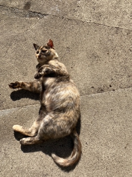 I appear to have cats