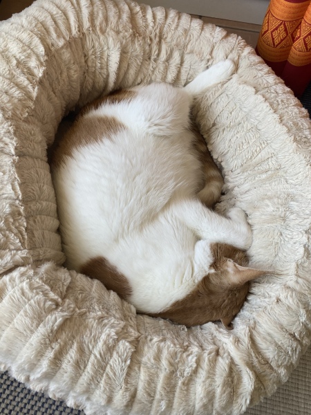 It's ridiculous how much I love my cats 