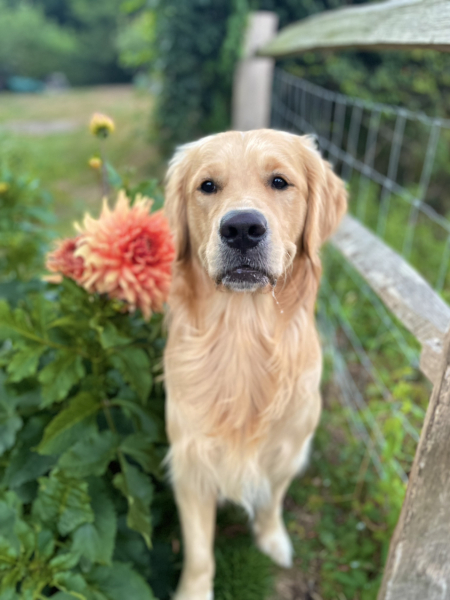 A big dog with the personality of a golden retriever?
