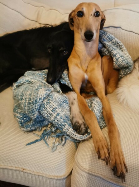 Do you allow dogs on your furniture 