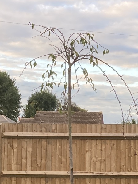 What type of tree is this?