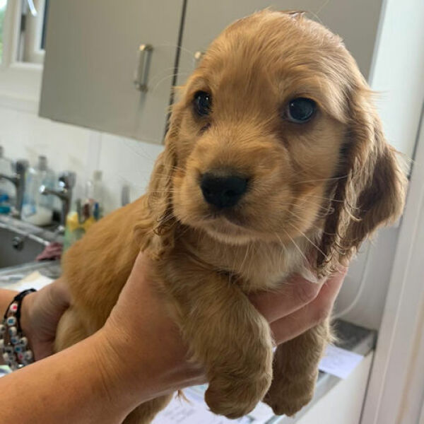 Puppy Survival Thread: Surviving into Summer 2022