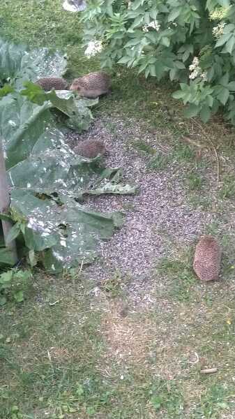 To tell you a bit about Hedgehogs?