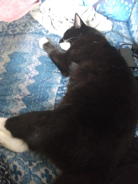 Got a cat...and I'm feeling nervous