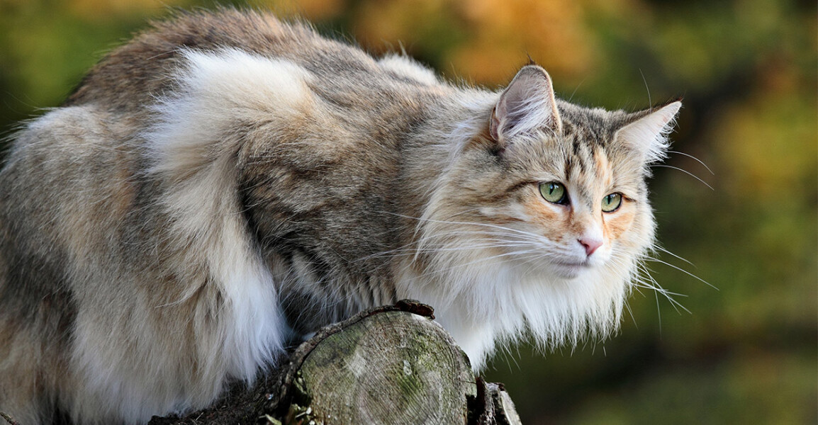 Norwegian forest cat..is this cat one ?