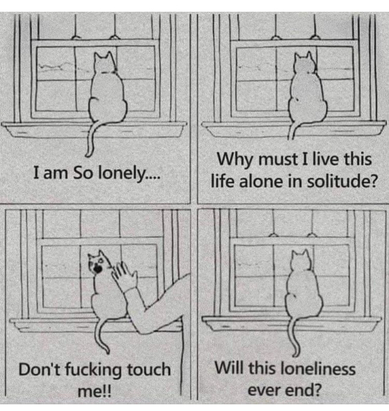 Question for cat owners !!!