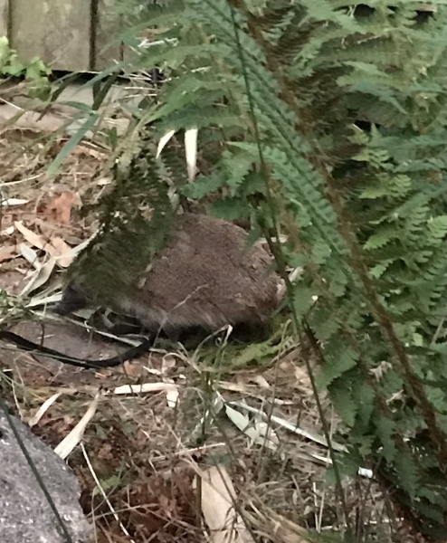 To tell you a bit about Hedgehogs?