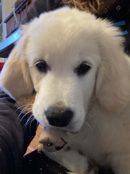 Puppy Survival Thread: Surviving into Summer 2022