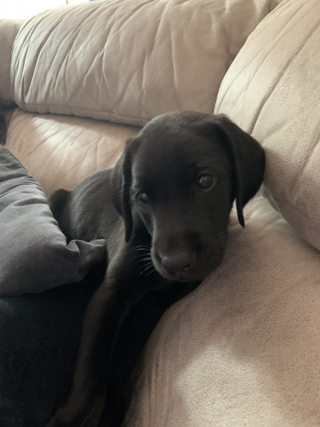 Puppy Survival Thread: Surviving into Summer 2022