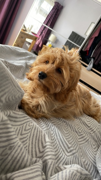 Puppy Survival Thread: Surviving into Summer 2022