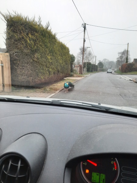 I know it's not reasonable to kill a robin but wtf do I do?