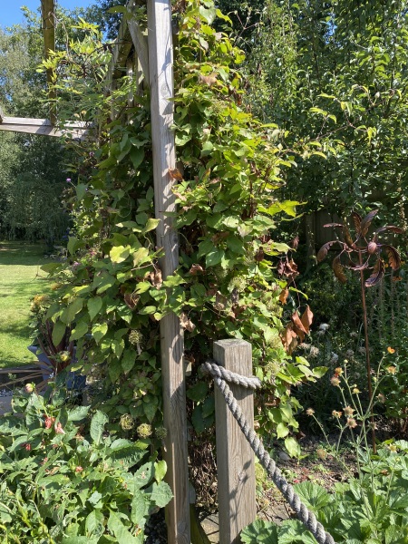 What would you do with this clematis? 