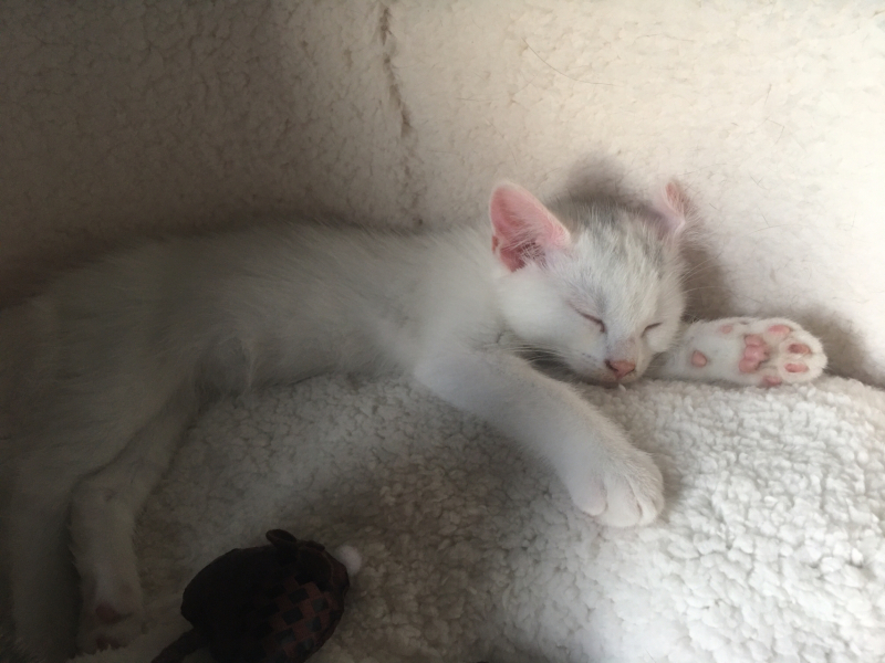 Help me name my kitten
