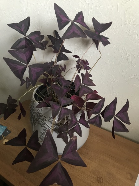 My indoor oxalis - is this going dormant? 