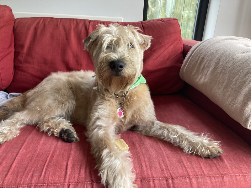 Puppy Survival Thread: Surviving into Summer 2022