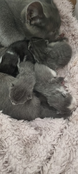 Is this cat pregnant?